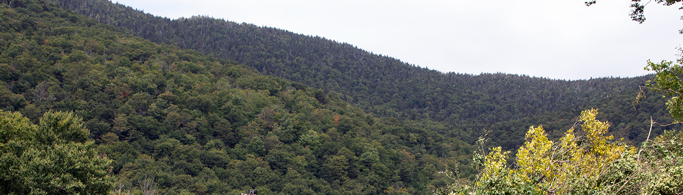 Forestry